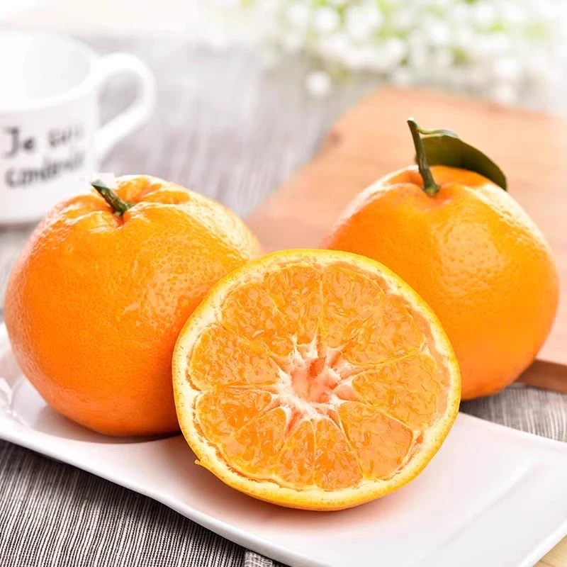 【春见粑粑柑】正宗嫁接苗橘子苗南北方盆栽地栽庭院阳台种植果树苗