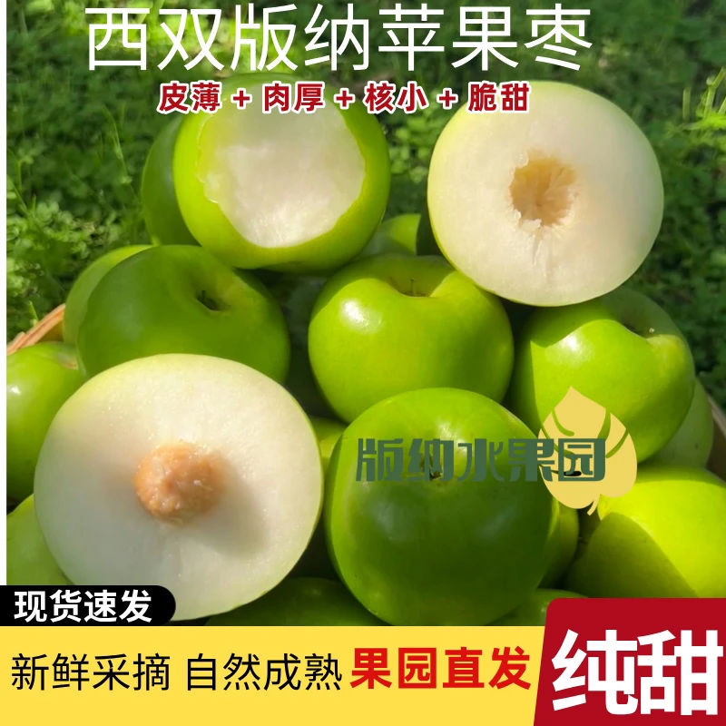 【正宗】西双版纳苹果枣脆甜爽口纯甜多汁皮薄肉厚核小应季水果