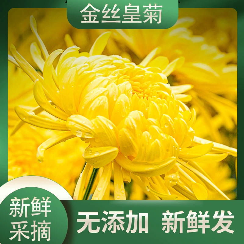 金丝皇菊新鲜现摘现发大朵散装包饺子涮火锅