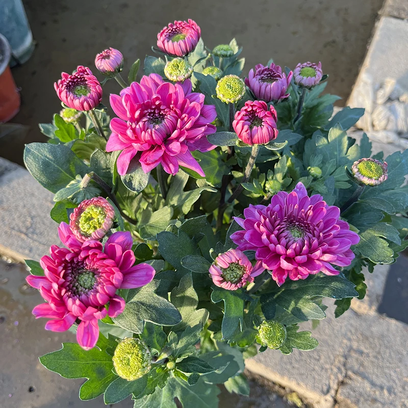 粉水晶小雏菊(花期长 新品种 颜值高)庭院阳台开花植物