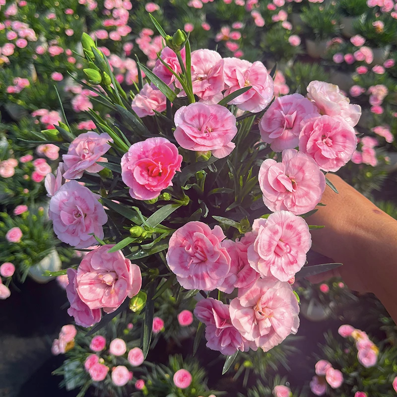 奥斯卡康乃馨(一见钟情康乃馨 高颜值花)阳台窗台开花植物