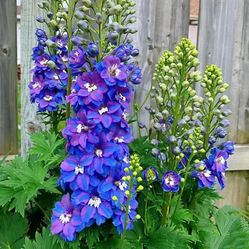 大花飞燕(颜值高 耐寒 花期长 带花苞发货)庭院阳台开花植物趣味