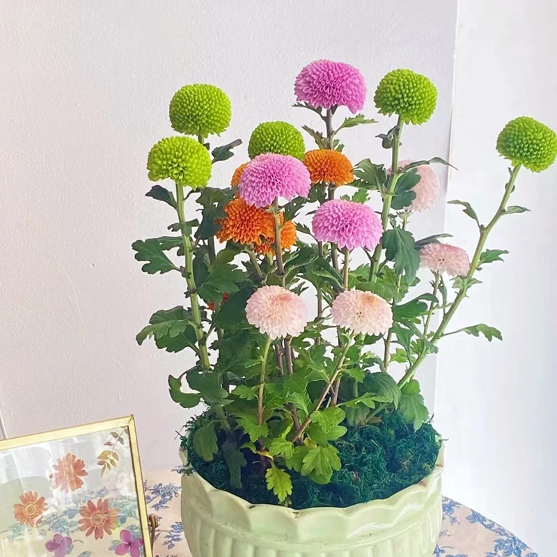 多彩乒乓菊(Q萌可爱一盆多色)庭院阳台盆栽多年生好养植物