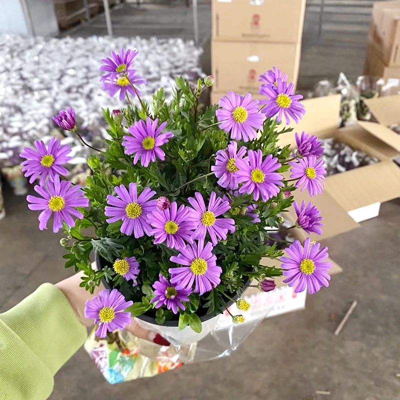 加仑盆姬小菊盆栽(紫色精灵 高颜值 花期长)庭院阳台开花植物