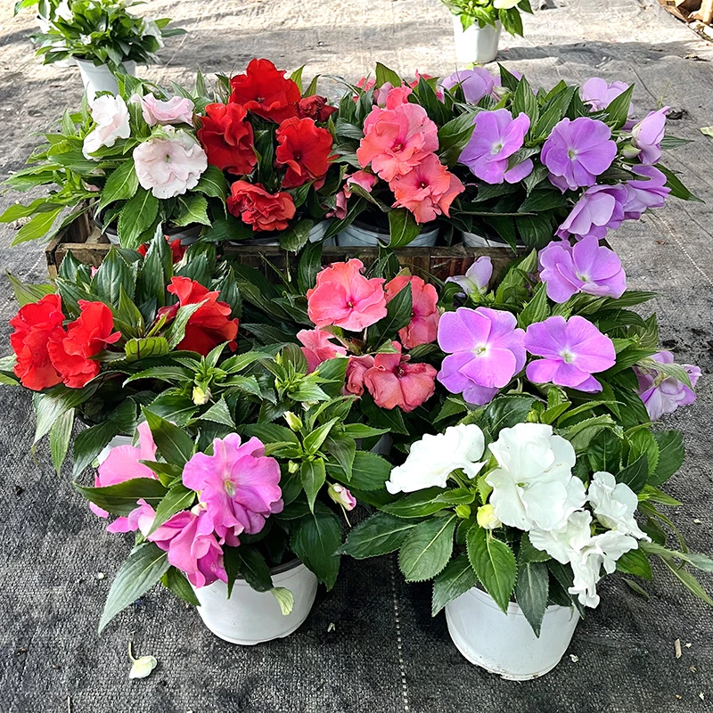 凤仙盆栽(花期长 养护不能缺水)庭院阳台开花植物