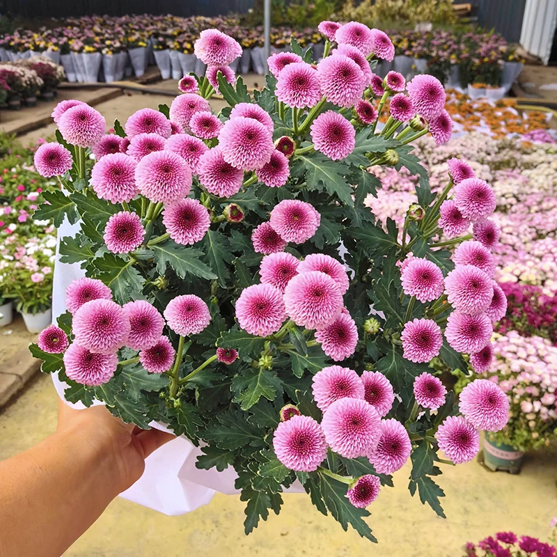 纽扣小雏菊(花期长   新品种 颜值高)庭院阳台开花植物荷兰菊