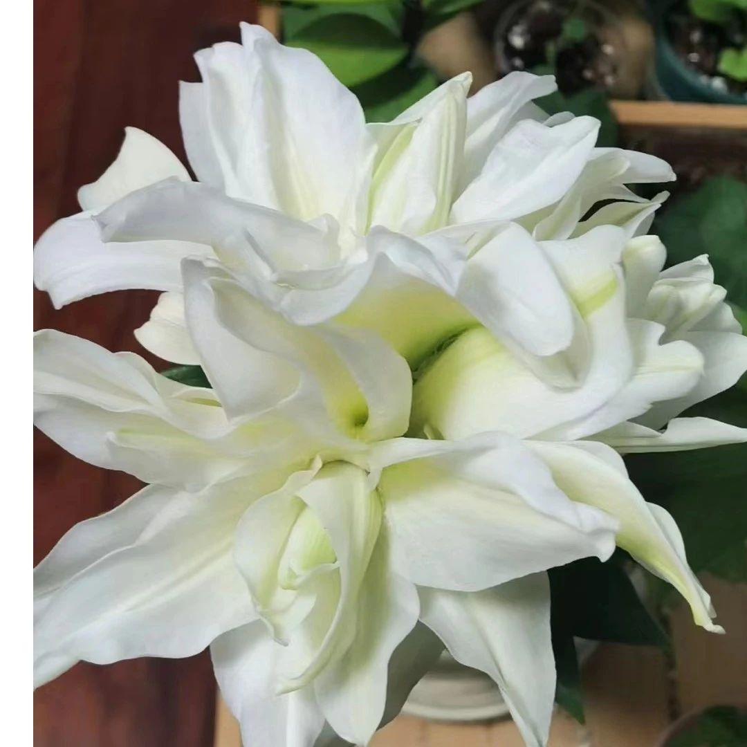 鲜花【重瓣白衣天使百合】单顺丰包邮送尤加利叶和冰糖橙500克
