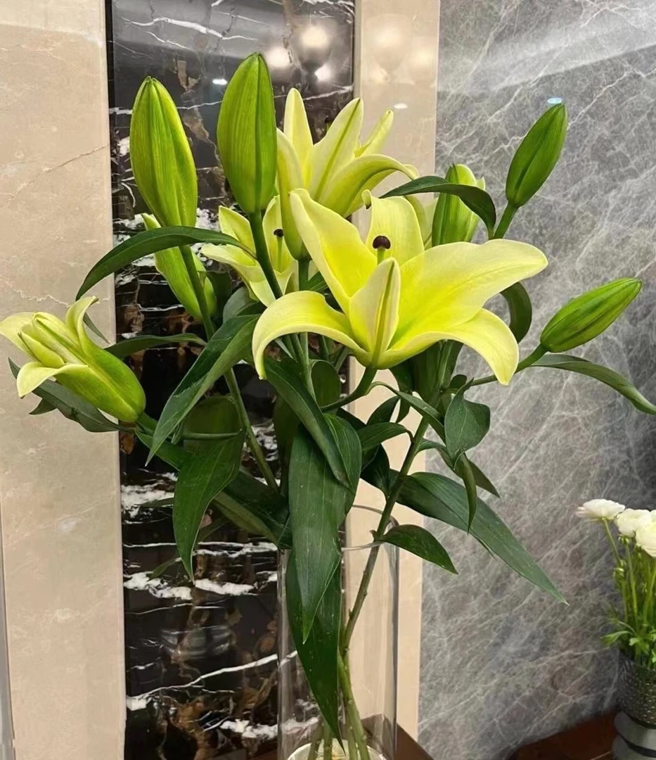 鲜花【10花苞黄天霸百合】同一地址任意两单顺丰包邮+火焰蓝1扎
