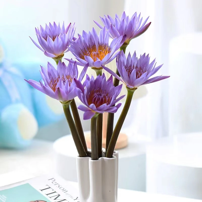 鲜花【紫色睡莲】同一地址任意两单顺丰包邮