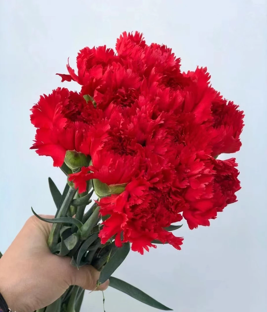 鲜花【康乃馨红色·20支】同一地址任意两单顺丰包邮+红豆1扎
