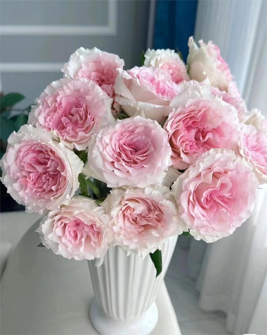 鲜花【洛神20支】同一地址两单顺丰包邮+小花向日葵3支