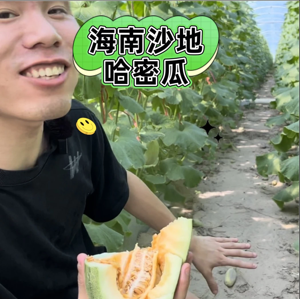 【沙地哈蜜瓜5斤装】哈密瓜西州蜜25号现摘现发当季新鲜水果