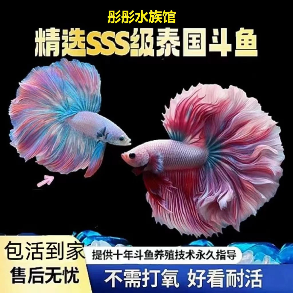 编号001号~120号彤彤水族馆泰国精品公母斗鱼直播间选观赏鱼