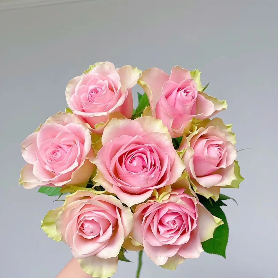 【大头】早市晚市鲜花走播！（百分之二十不售后，介意勿拍）