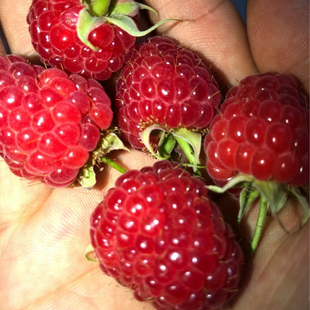 树莓鲜果红刺泡新鲜黑莓覆盆子高端水果孕妇小孩栽秧泡三月泡顺丰
