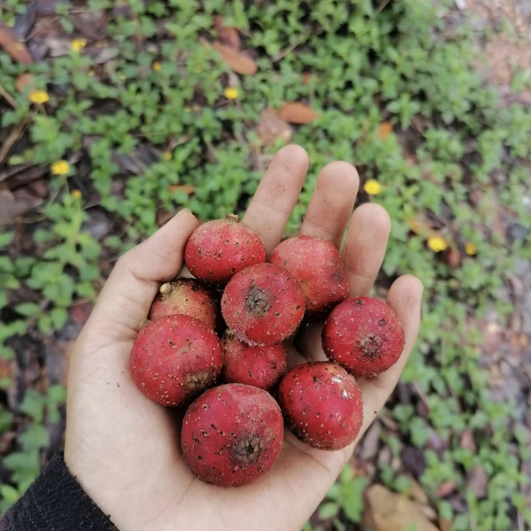 边境树熟野地瓜鸡素果野枇杷地泡儿野生地石榴新鲜现挖顺丰空运