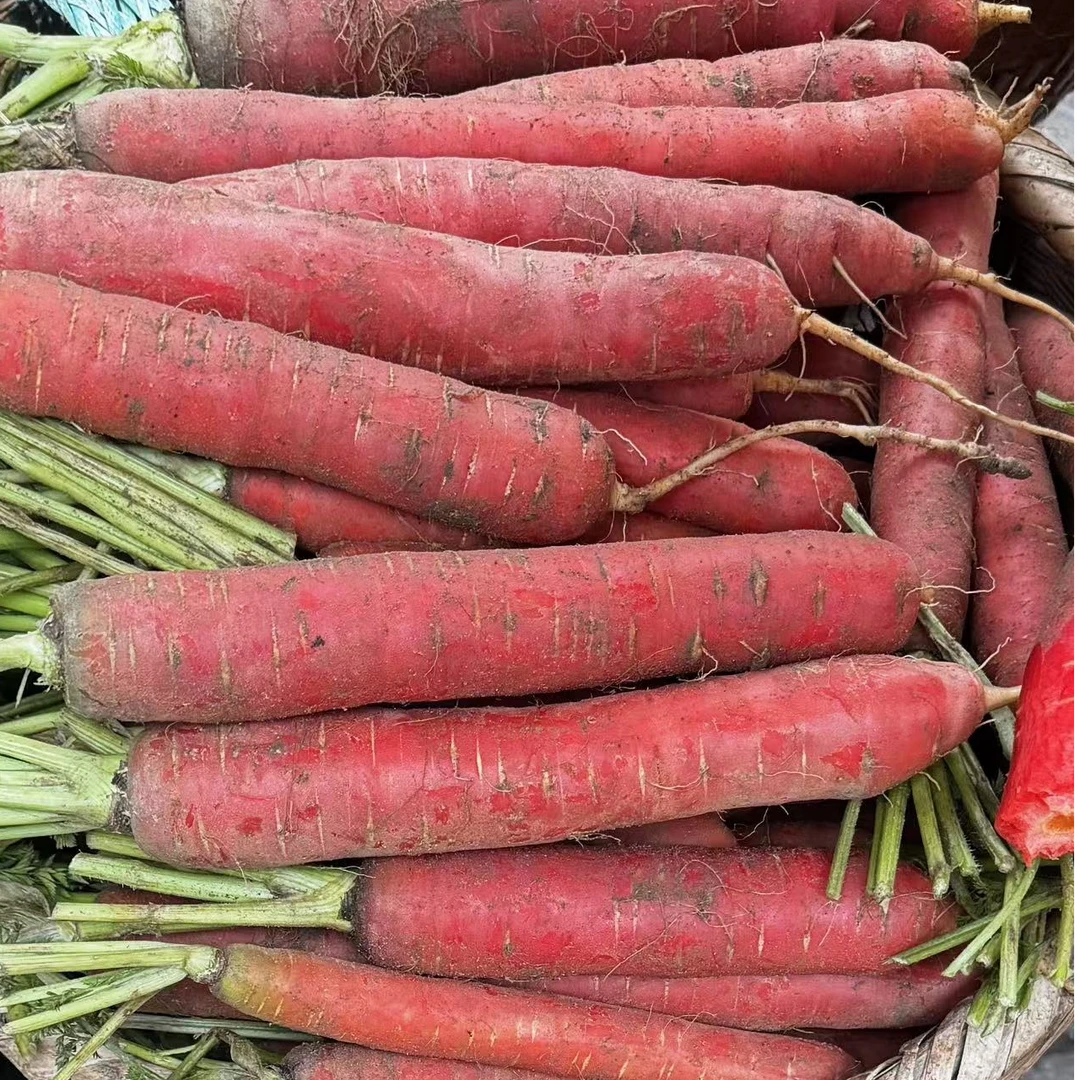 【苗家优品】3斤 湘西大山新鲜蔬菜 当季时令鲜胡萝卜