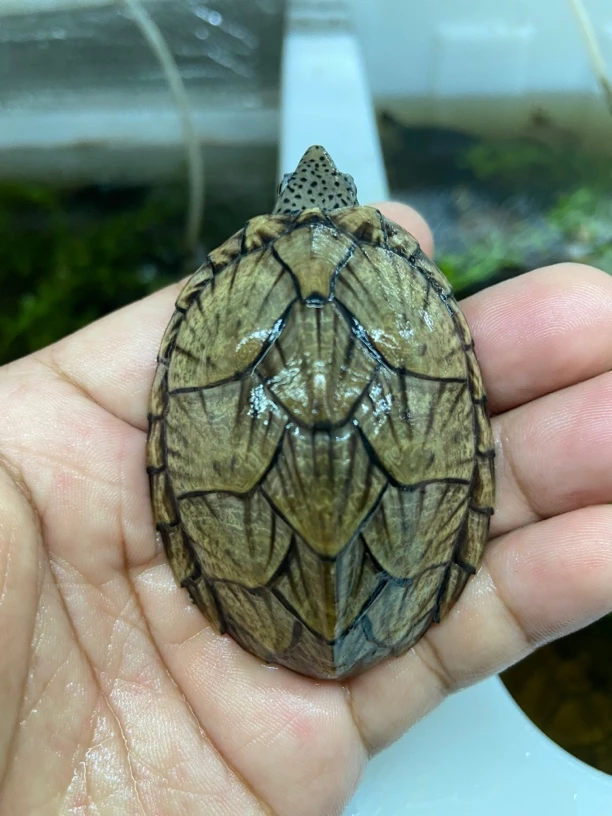 ［直播选龟链接］人工养殖活体龟龟蛋龟观赏龟深水龟红面蛋龟白唇龟