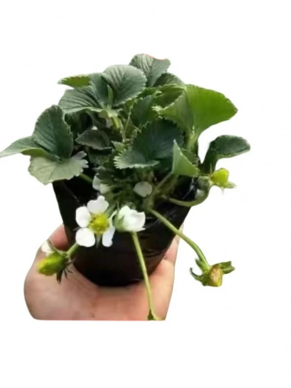 四季草莓苗盆栽原土发货植物冬季耐寒开花阳台易活绿植简易种植