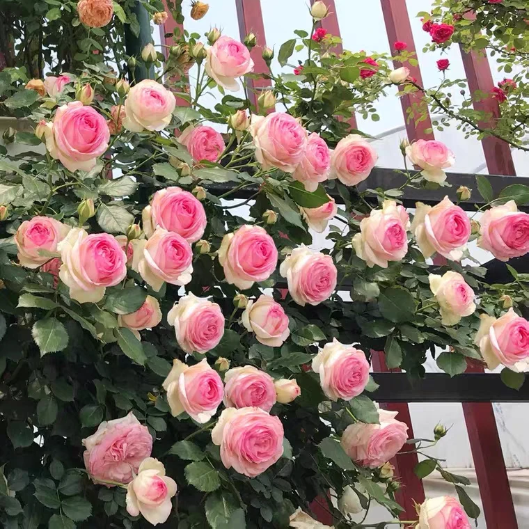 【 粉龙沙宝石】开花耐热勤花抗病阳台灌木四季开花月季盆栽