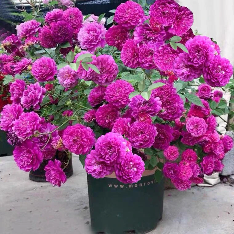 【二加仑 甜蜜马车】开花耐热勤花抗病阳台灌木四季开花月季盆栽