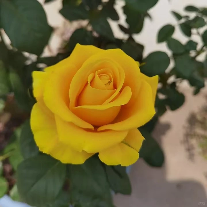 【五加仑 苏格兰黄油】开花耐热勤花抗病阳台灌木四季开花月季盆栽