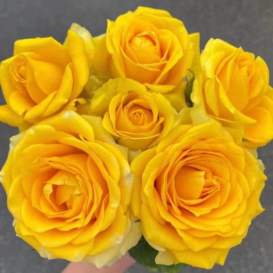 【二加仑 苏格兰黄油】开花耐热勤花抗病阳台灌木四季开花月季盆栽