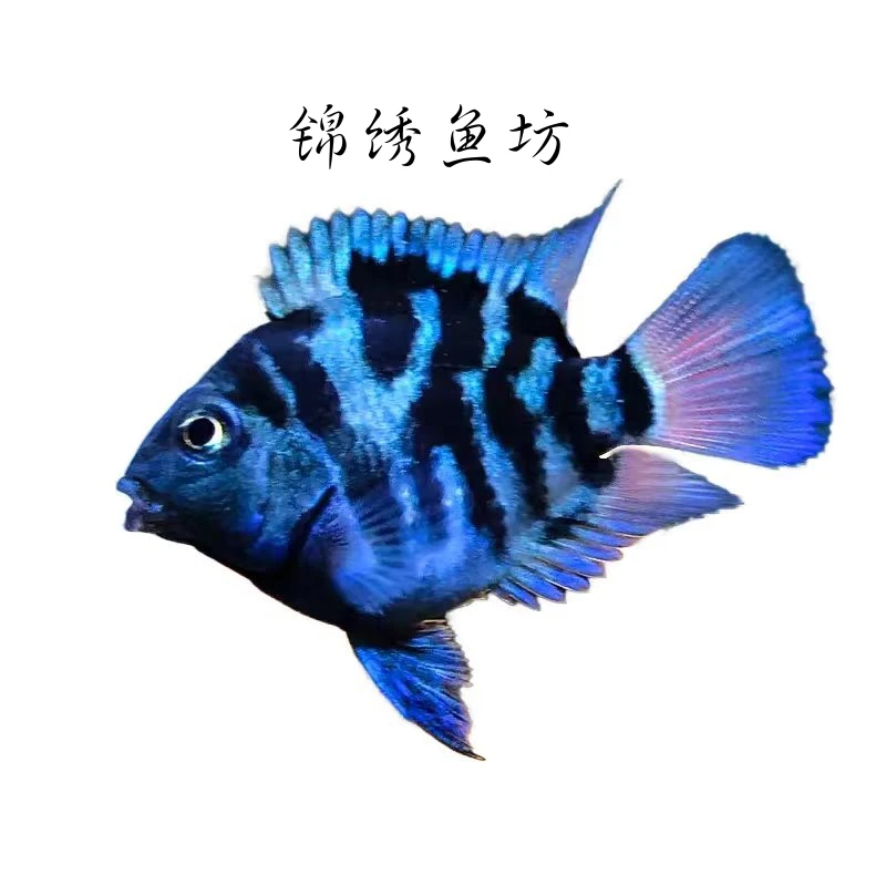 5.5--6.5CM繁殖款鹦鹉鱼宝蓝公一条