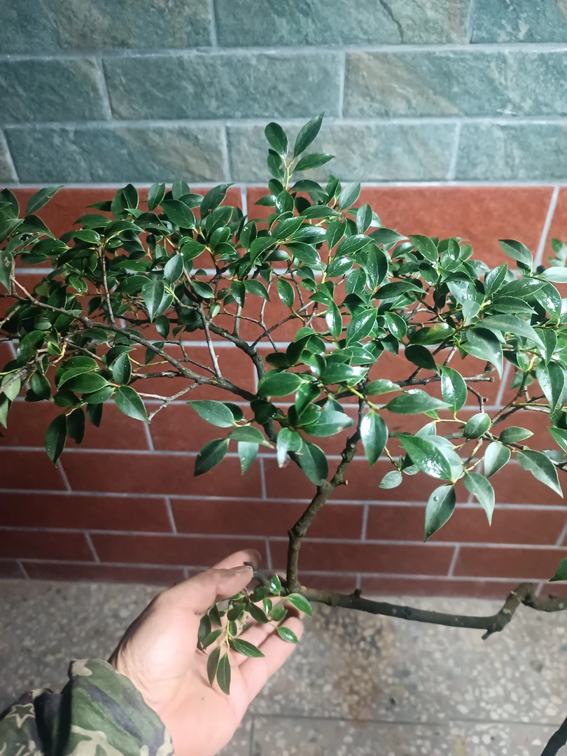 直播连接，乌饭，映山红