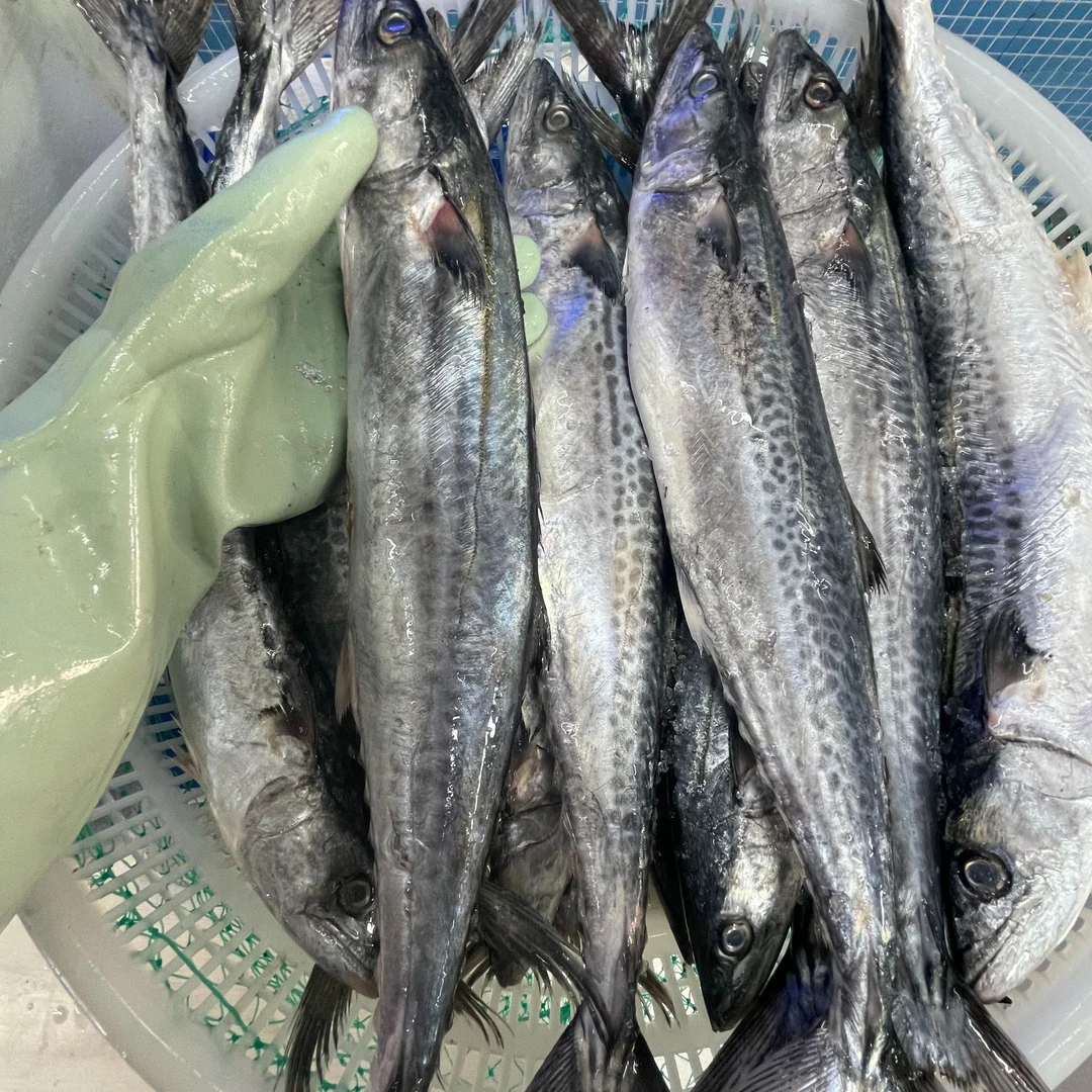 渤海湾新鲜小鲅鱼深海冷水鱼4斤8两-5斤2两顺丰包邮
