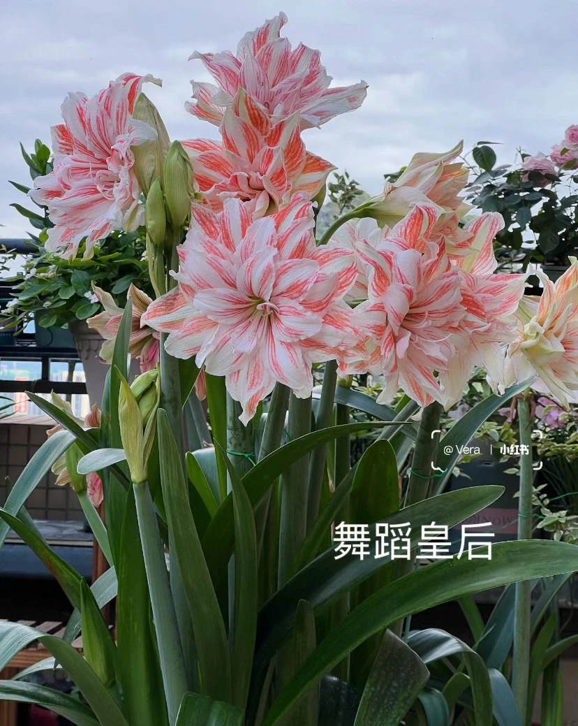 进口重瓣舞后朱顶红基地直发现货超大开花球室内庭院球植物