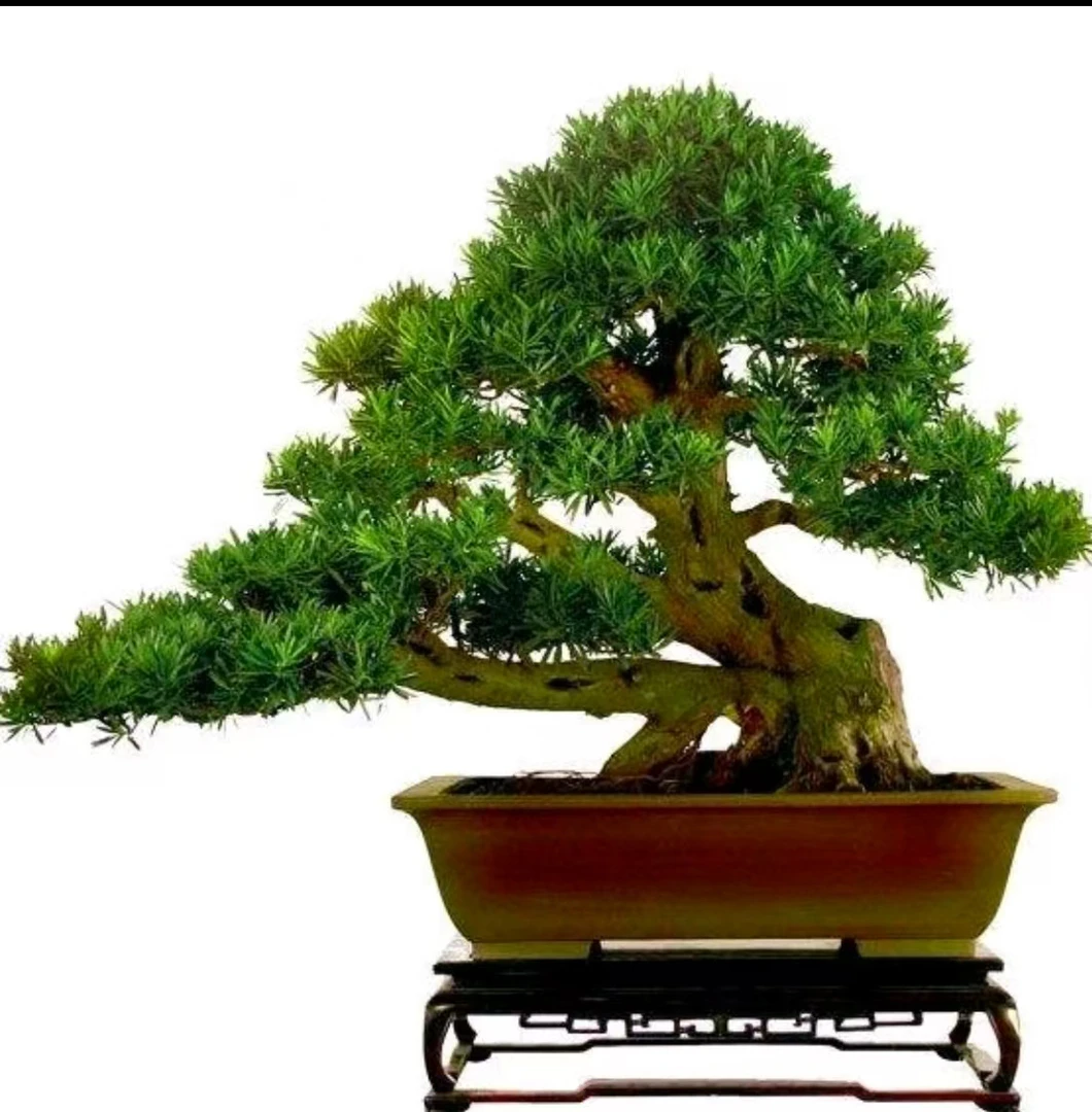 汇小澜盆景 一拍一付