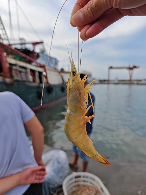 1⃣️号链接,青背带膏明虾(野生虾,虾线有沙子,属正常,顺丰发货)