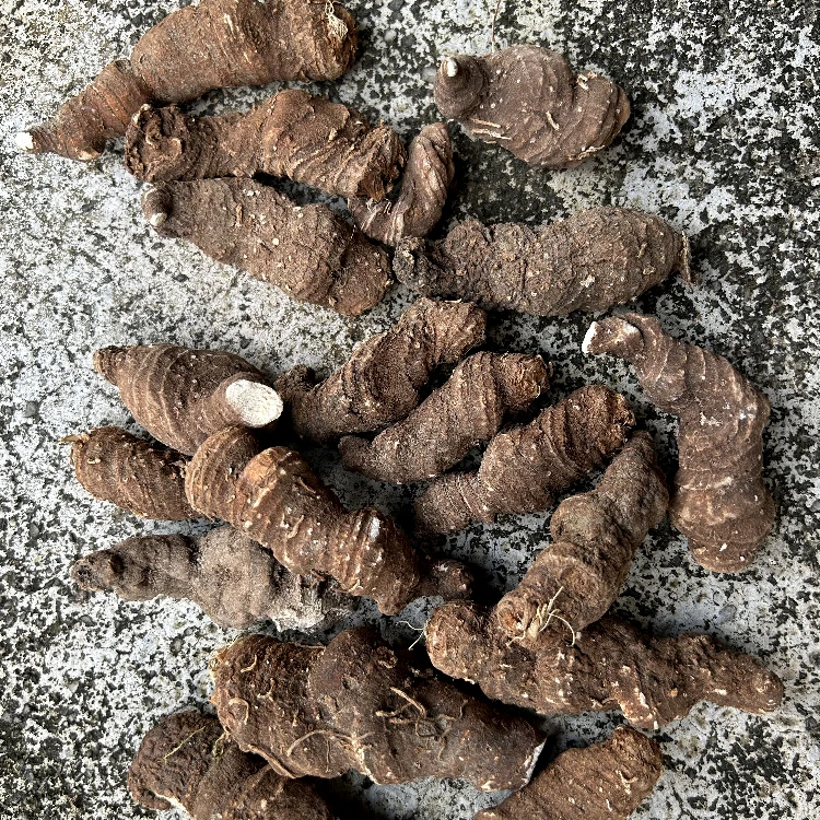 重楼根茎江西重楼骚休 七叶一枝花50g