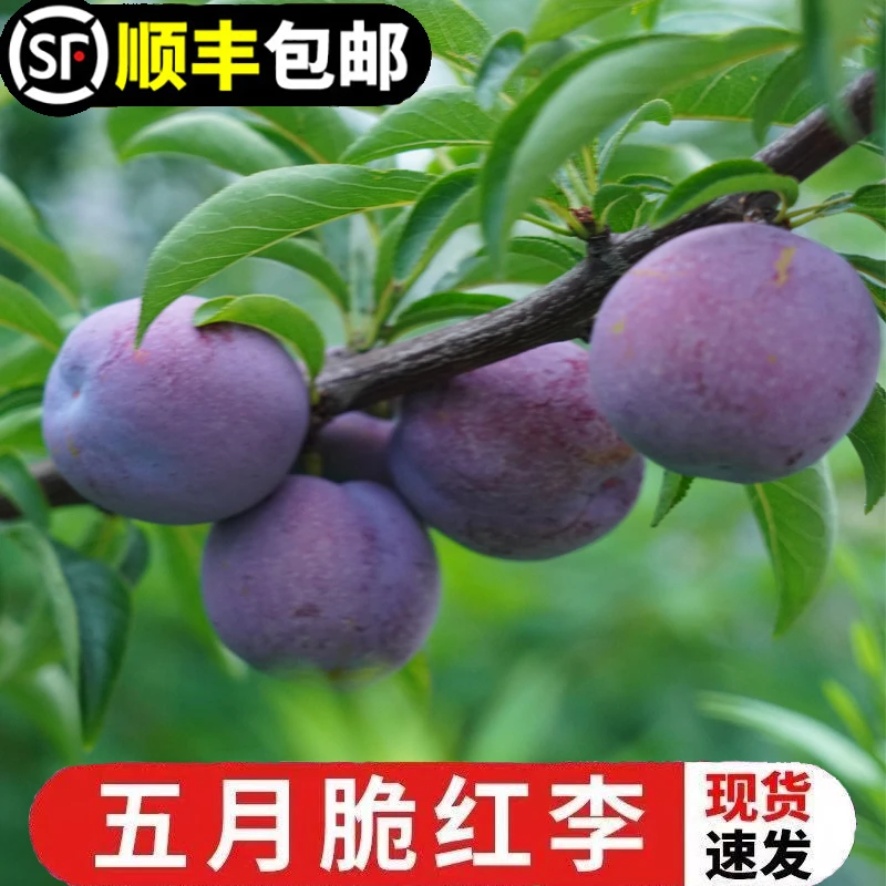 【燕子和阿波】【顺丰包邮】四川五月脆李子4.5斤红酸甜可口新鲜水果
