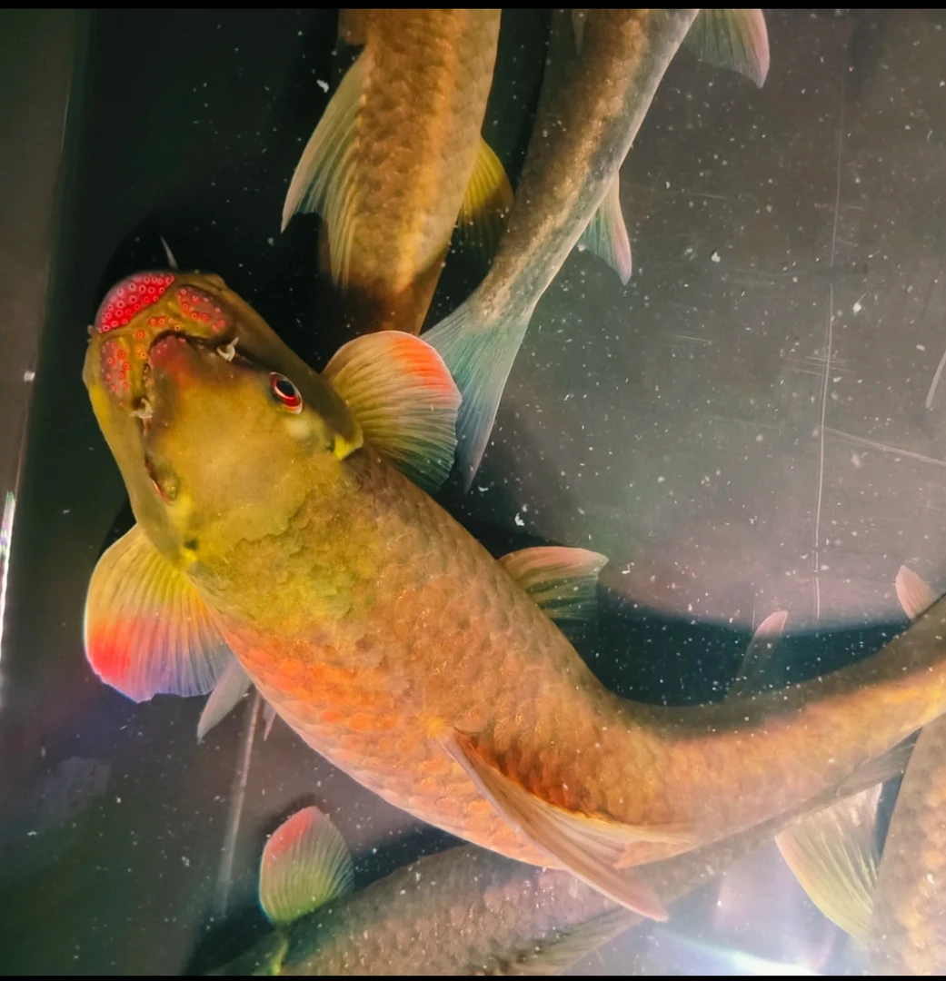 桥街墨头鱼缅甸大墨头除藻清理底砂工具鱼包邮包损活体发货