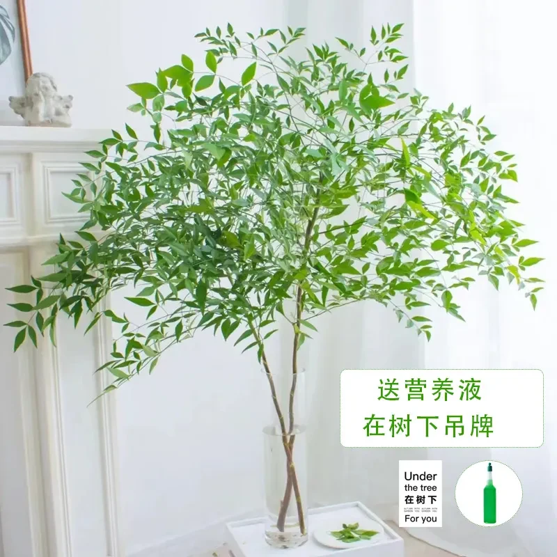 南天竹水培插花绿植盆栽客厅室内家居装饰办公桌面禅意马醉木平替