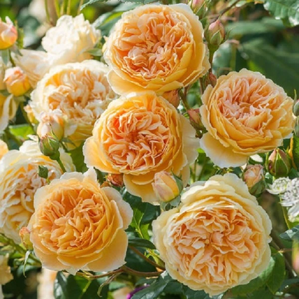 0【王妃】藤本月季当年开花月季花苗庭院植物紫色栽培春季夏季