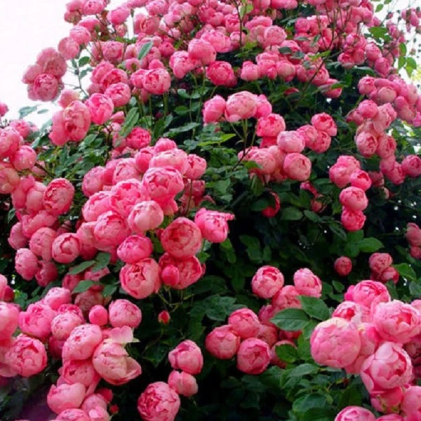 1米高【艾拉绒球】藤本月季当年开花月季花苗庭院植物栽培春季