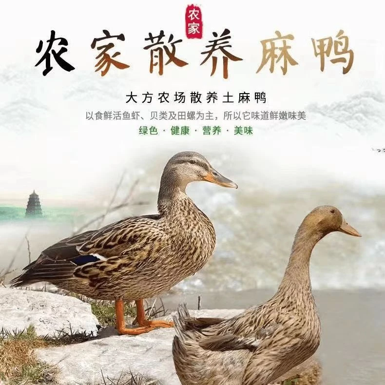 【买一发二】农家土鸭子无鸭掌无内脏冷冻顺丰无鸭翅非活鸭