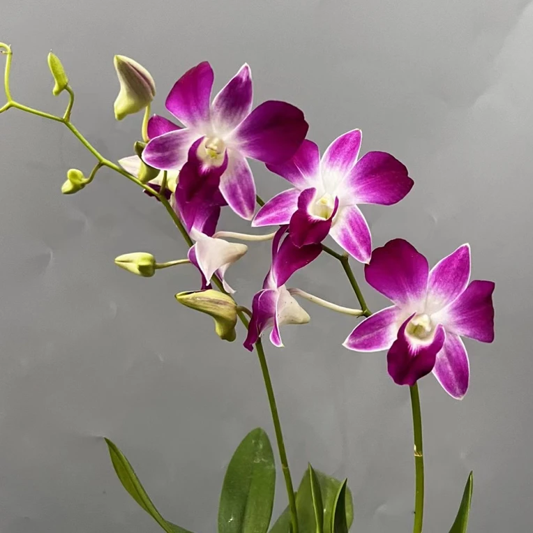 秋石斛三亚阳光大型花