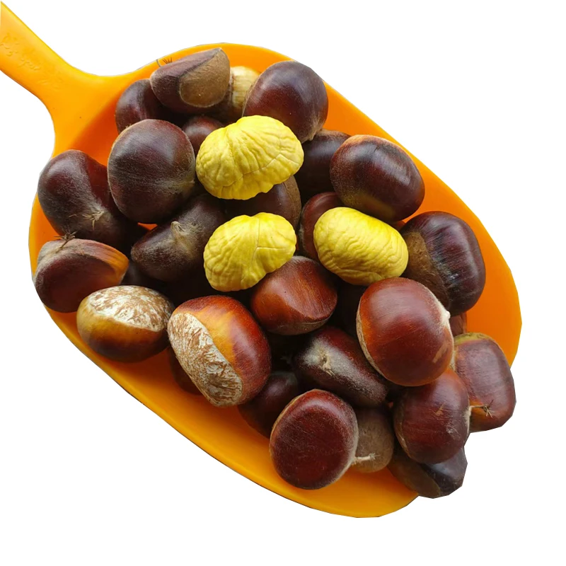 2025罗田板栗生新鲜带壳白皮板栗油栗子毛栗农家现摘
