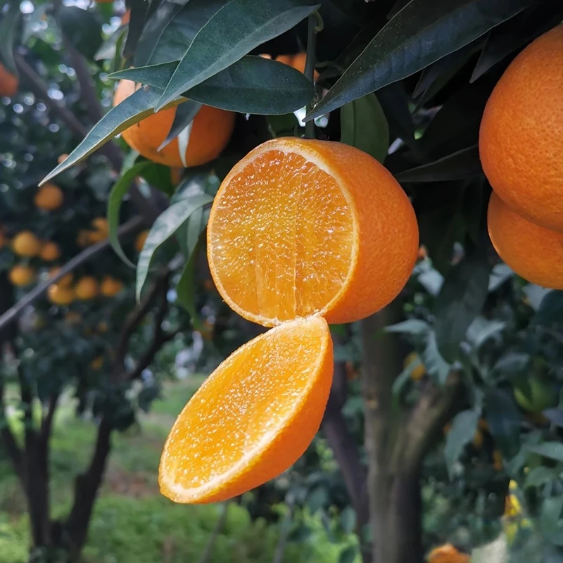 【爆甜多汁 专属补贴】正宗四川眉山爱媛38号果冻橙子2/8斤现摘现发