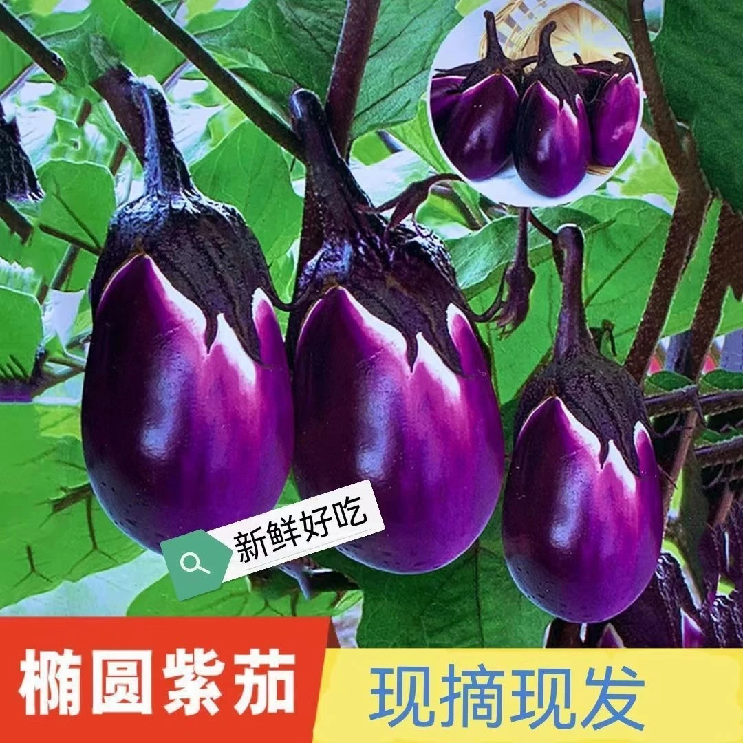湖南衡阳本地新鲜茄子农家自种新鲜露天蔬菜软糯香甜圆茄子