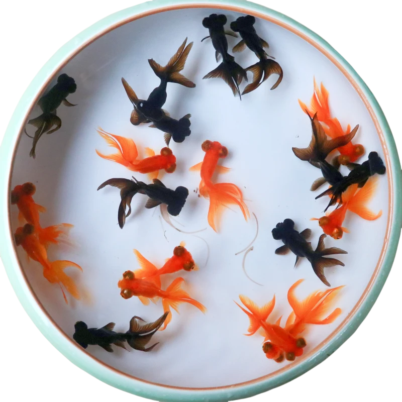 观赏鱼龙睛金鱼大眼睛冷水鱼好养耐活淡水鱼苗清仓摆地摊清仓批发