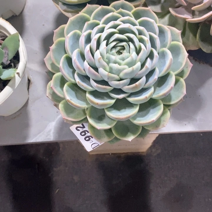 小*张992元樱多肉植物