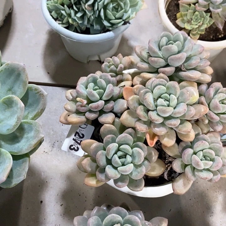 开****天273白鹭多肉植物