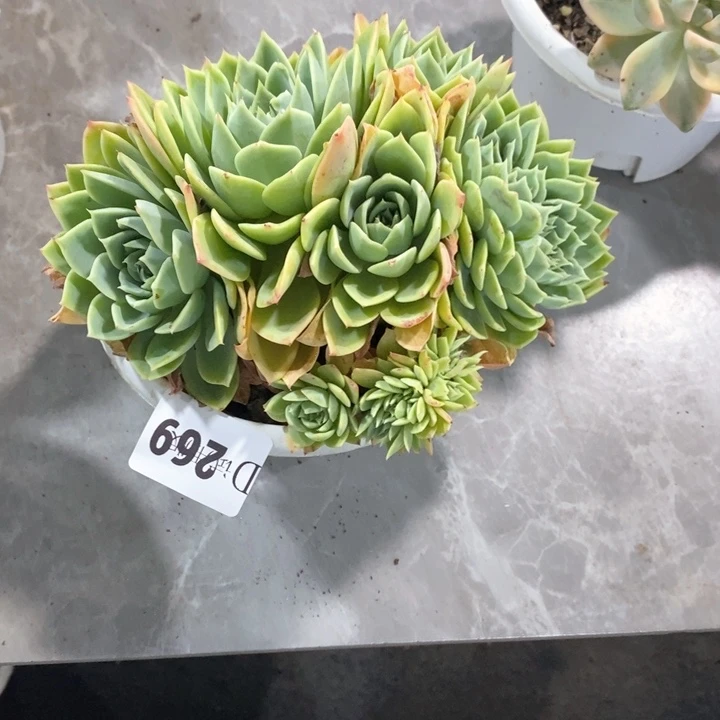 云*269三色锦多肉植物
