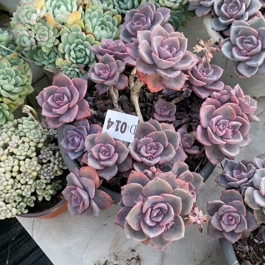 艺*贝014彩虹糖多肉植物