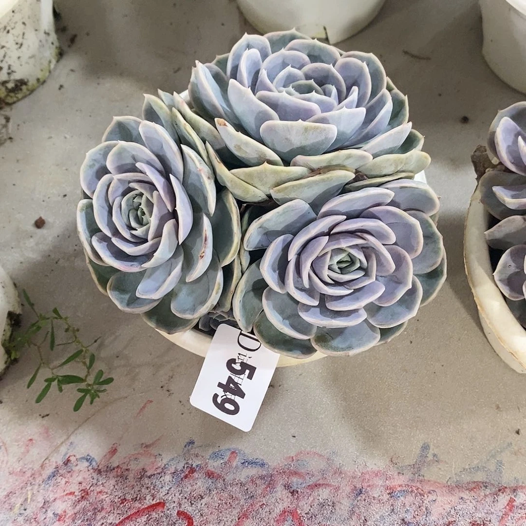 黄*某549蓝色惊喜多肉植物